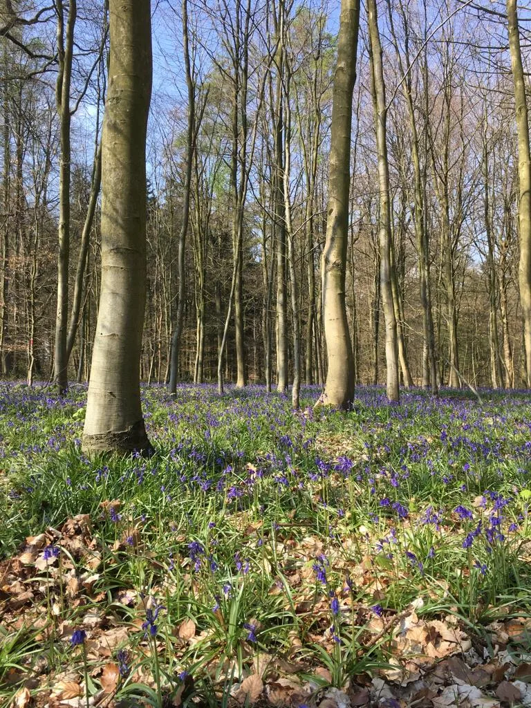 Photographie d'une forêt de feuillus avec sol couvert de fleurs bleues mauves et tapis de feuilles brunes.