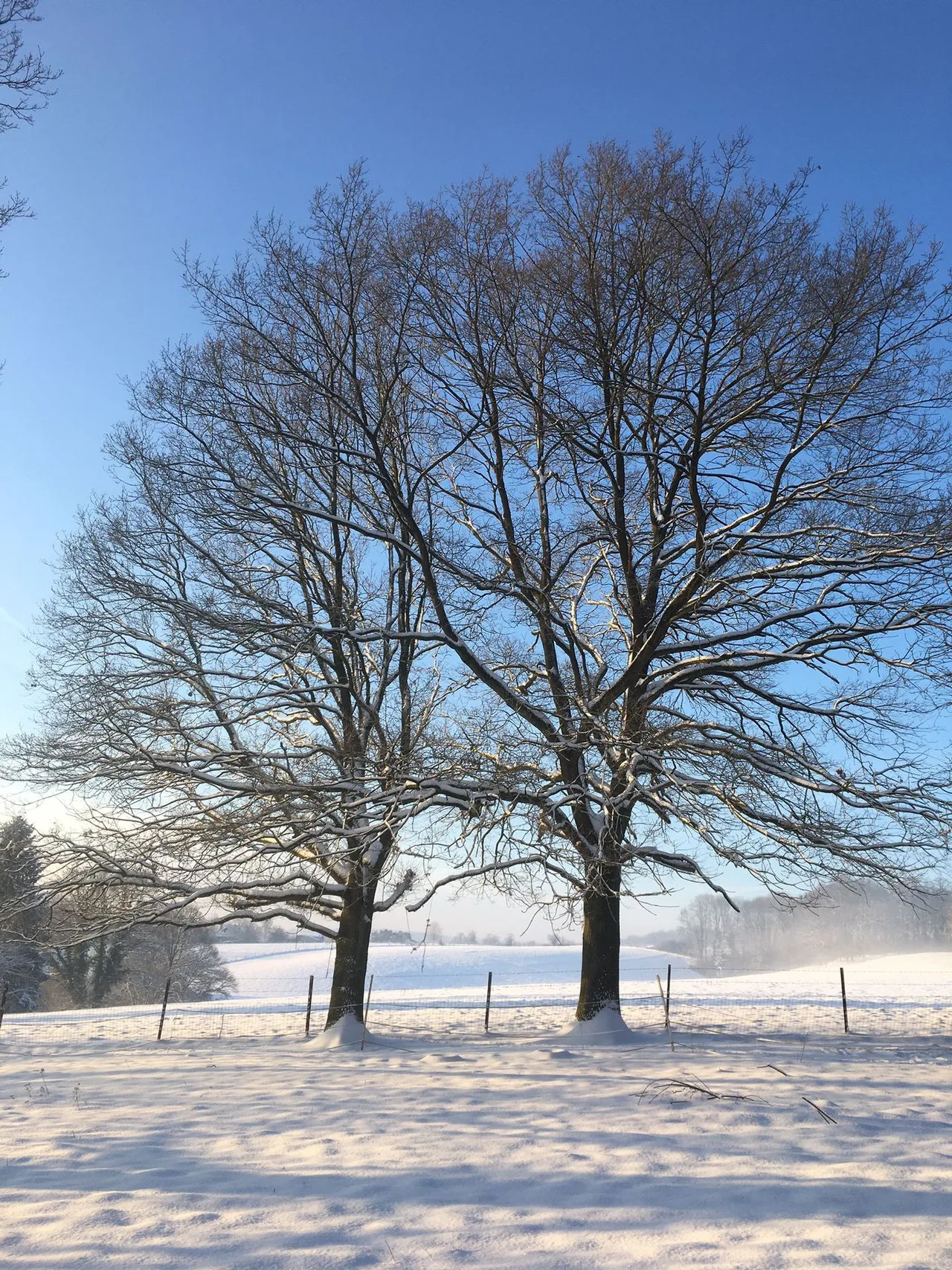 Photographie de deux arbres nus en hiver dans un champ enneigé avec barrière, horizon brumeux et ciel bleu.